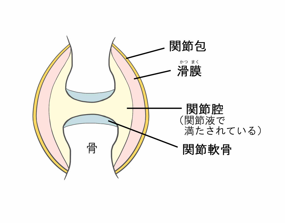 犬の変形性関節症