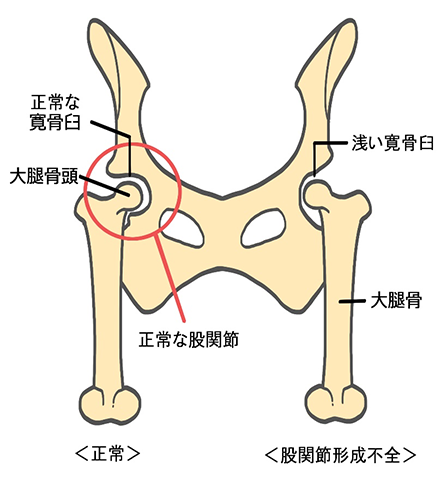 犬の股関節形成不全