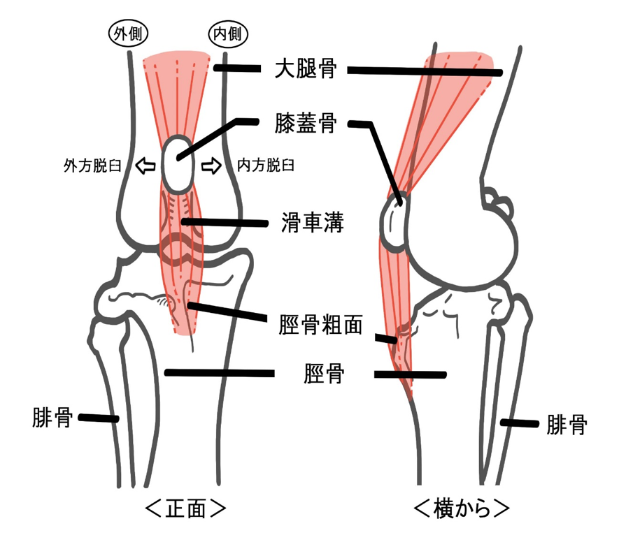 犬の膝蓋骨脱臼